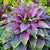 Rare Colourful Plantain Lilly Perennial Hosta