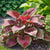 Rare Colourful Plantain Lilly Perennial Hosta