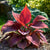 Your Hostas Are Real? Know how to spot them