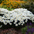 Shasta daisy superbum flowering perennial plant