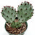 Santa Rita Prickly Pear Cactus