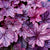 Heuchera Coral Bells - Palace Purple