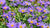 Asters Garden Perennial Cover