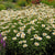 Shasta daisy superbum flowering perennial plant