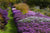 Asters Garden Perennial Cover