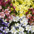 Perennial Dwarf Columbine Flower Mix